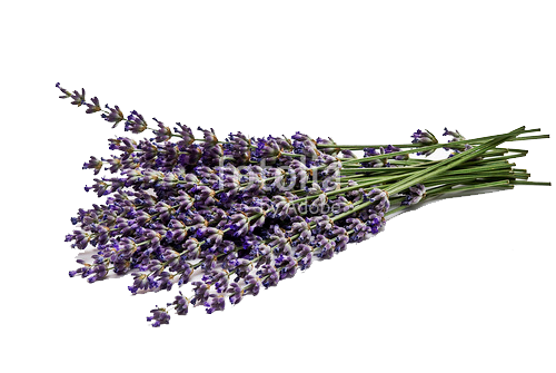Flores de Bach en Micentro Las Rozas